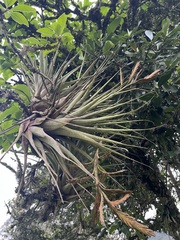 Heterandrous Airplant (Tillandsia heterandra)