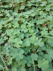 Oxalis