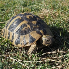 Testudo hermanni