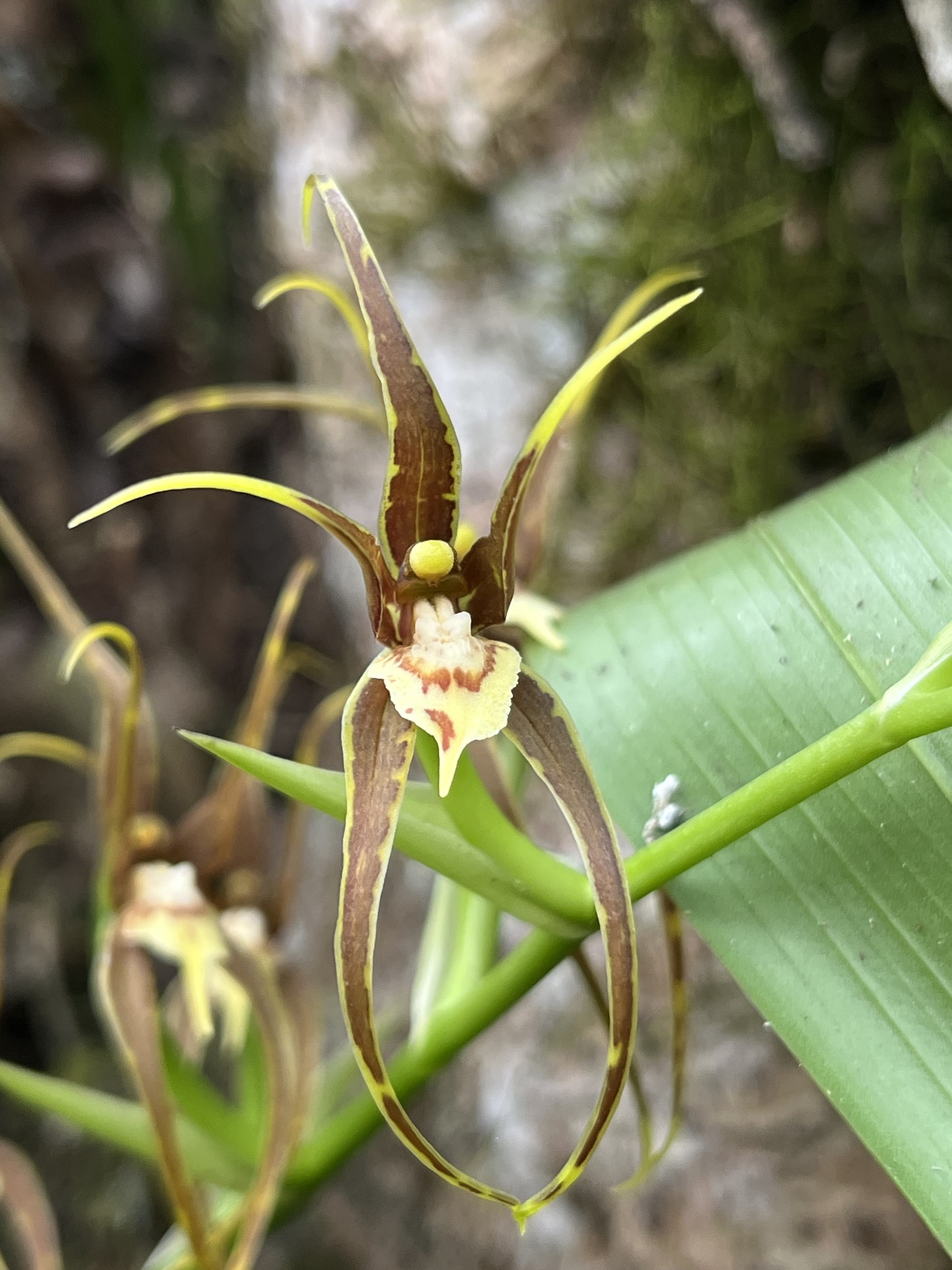 Brassia keiliana Rchb.f. 2