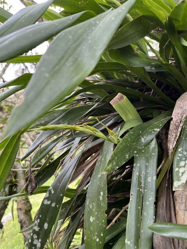 Brassia keiliana, photograph 2