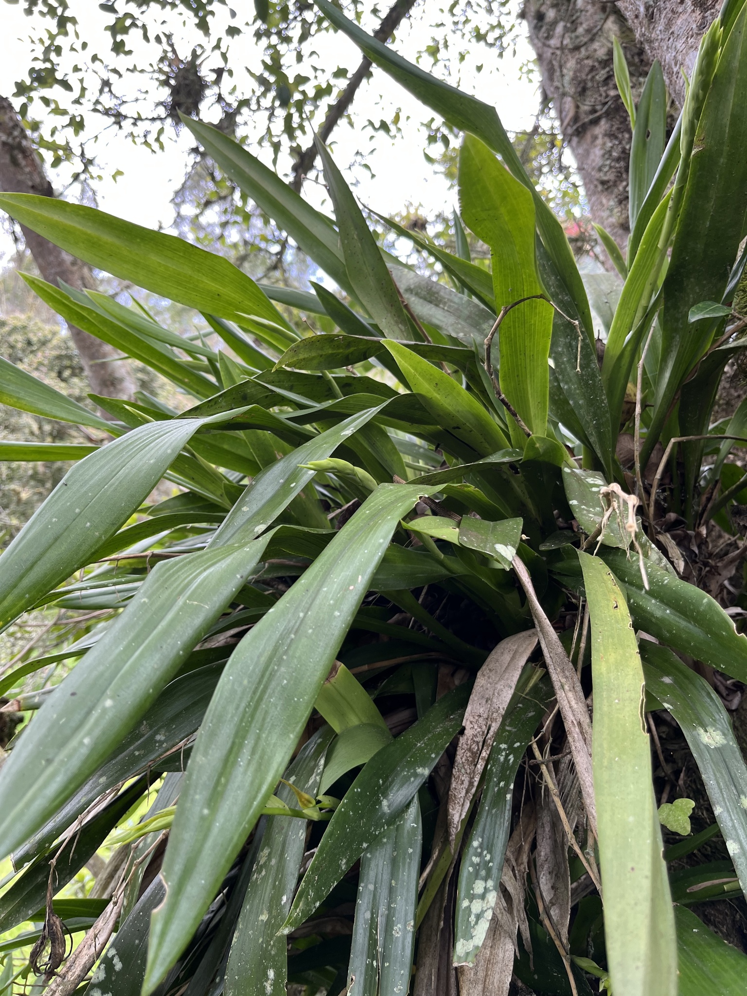 Brassia keiliana Rchb.f. 4