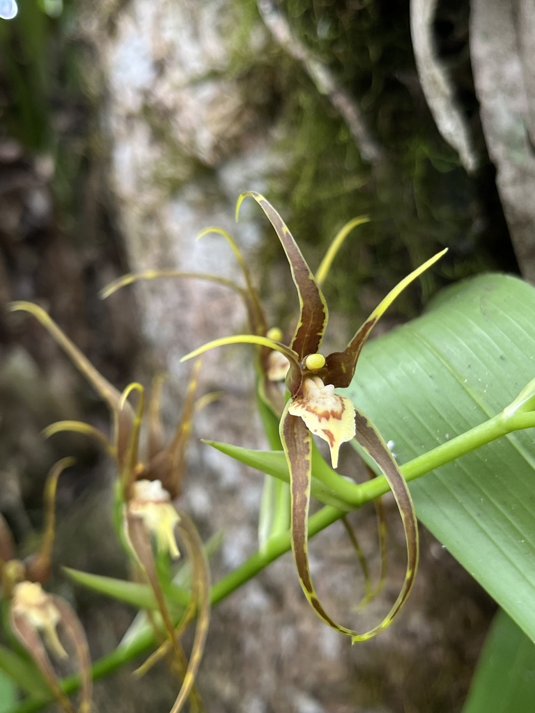 Brassia keiliana
