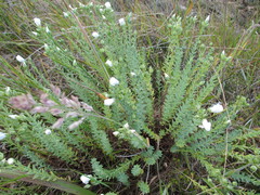 Linum monogynum monogynum