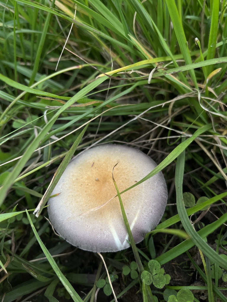 Psilocybe cubensis · May 2023 · photo: © nbareschu (iNaturalist, cc-by)
