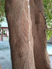 Terminalia buceras