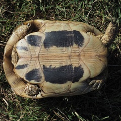 Testudo hermanni