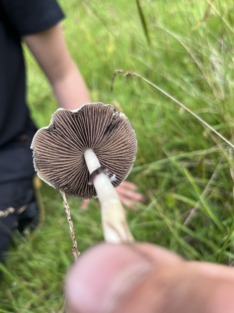 Psilocybe cubensis · May 2023 · photo: © nbareschu (iNaturalist, cc-by)