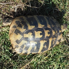 Testudo hermanni