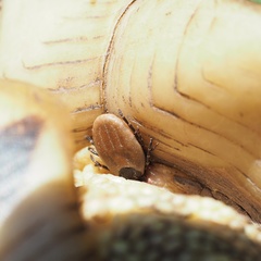 Hyalomma aegyptium