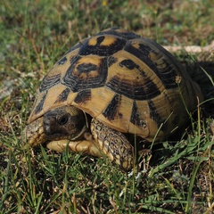Testudo hermanni