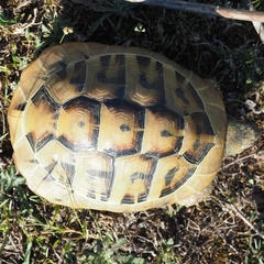 Testudo hermanni