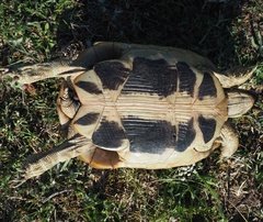 Testudo hermanni