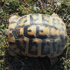 Testudo hermanni