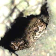 Hyla japonica