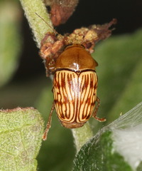 Cryptocephalus fulguratus