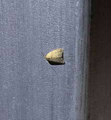 Anachrostis
