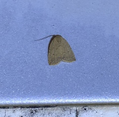 Anachrostis
