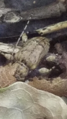 Leptostylopsis terraecolor