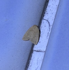 Anachrostis