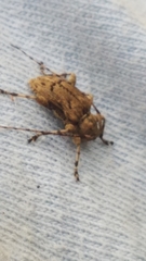 Leptostylopsis terraecolor