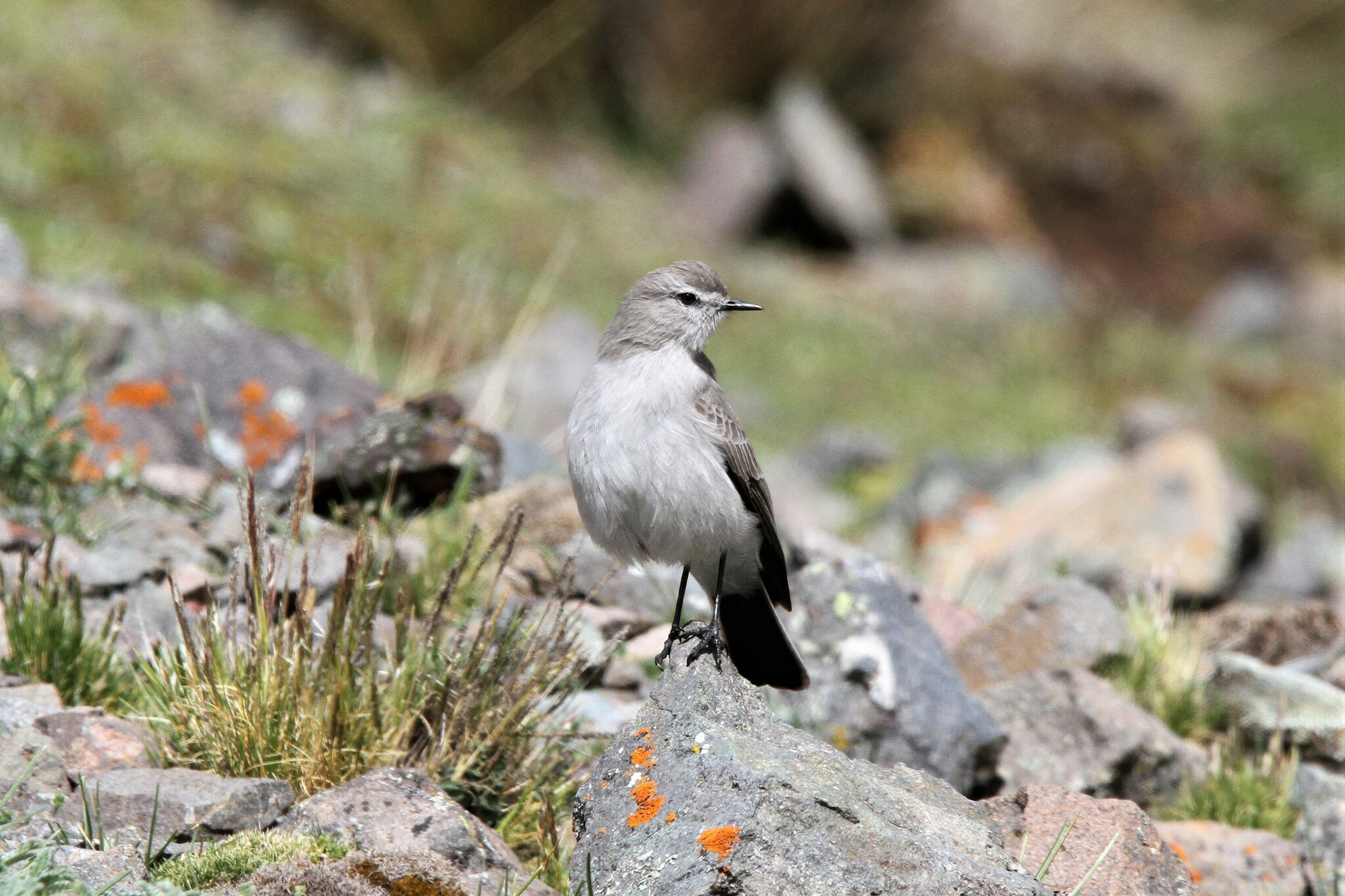 Taczanowski's Ground Tyrant (Muscisaxicola griseus), photo 4