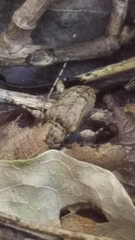 Leptostylopsis terraecolor