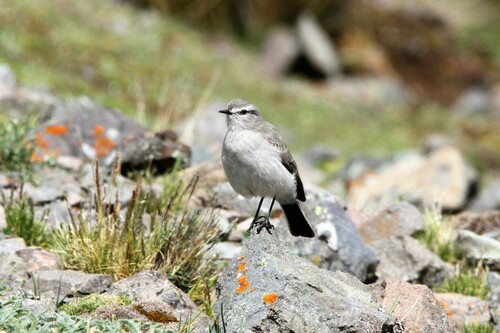Taczanowski's Ground Tyrant (Muscisaxicola griseus), photo 3