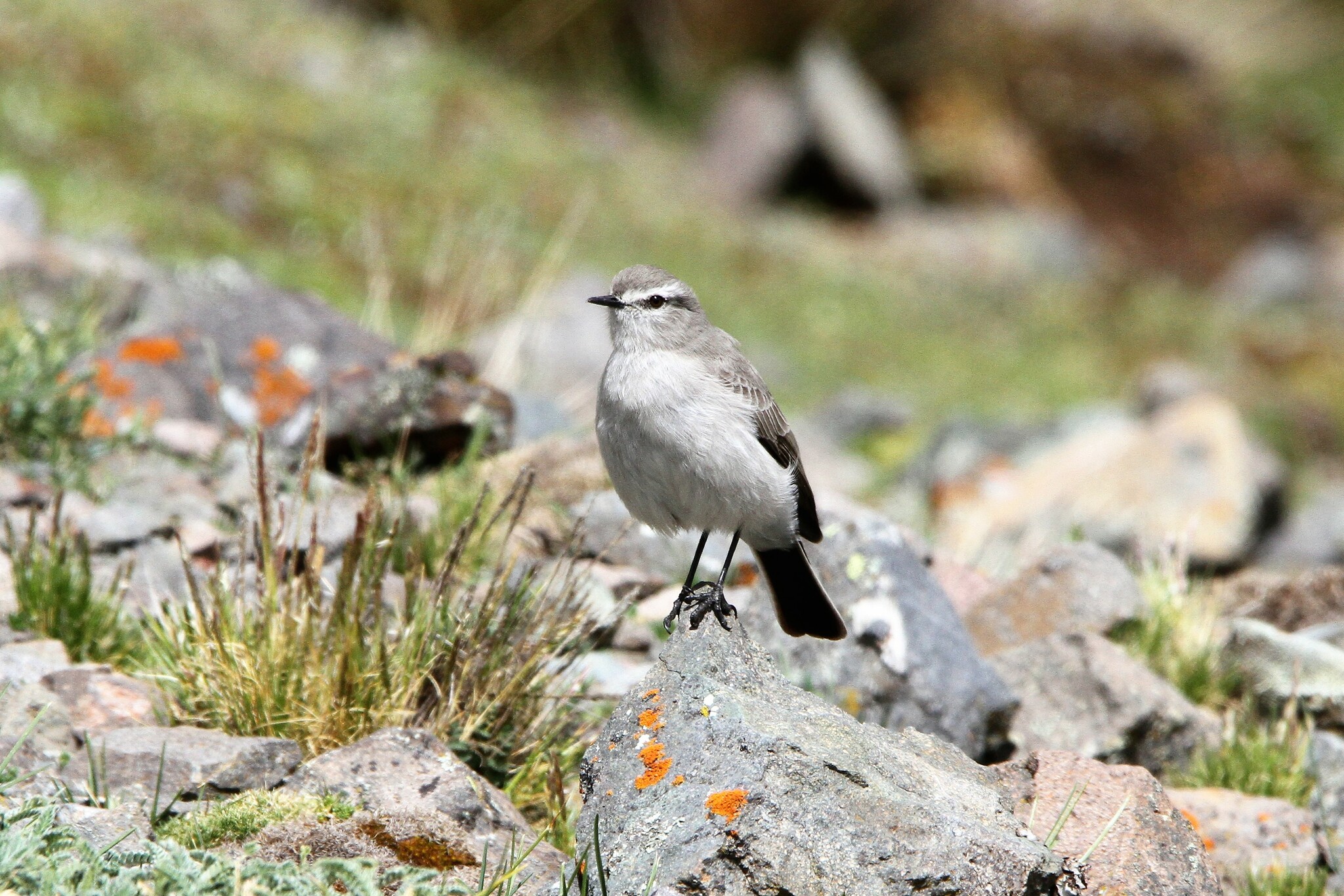 Taczanowski's Ground Tyrant (Muscisaxicola griseus), photo 3