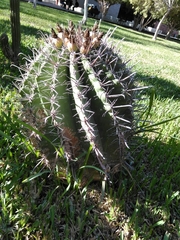 Ferocactus herrerae