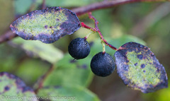 Vaccinium alaskaense