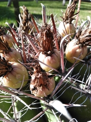 Ferocactus herrerae