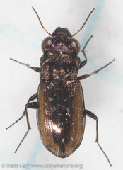 Notiophilus sylvaticus