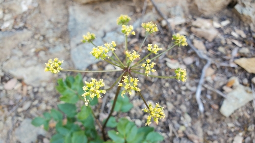 Image of Tauschia arguta by no rights reserved