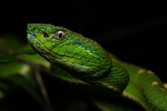 Coffee Palm Viper photo 2