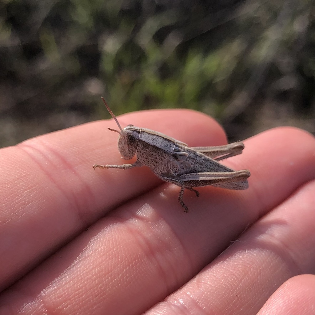 Paratylotropidia brunneri