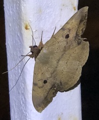 Hypopyra contractipennis