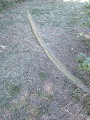 Stenocereus standleyi