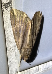 Ercheia cyllaria