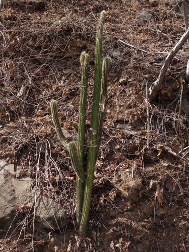 Image of Pilosocereus purpusii by no rights reserved