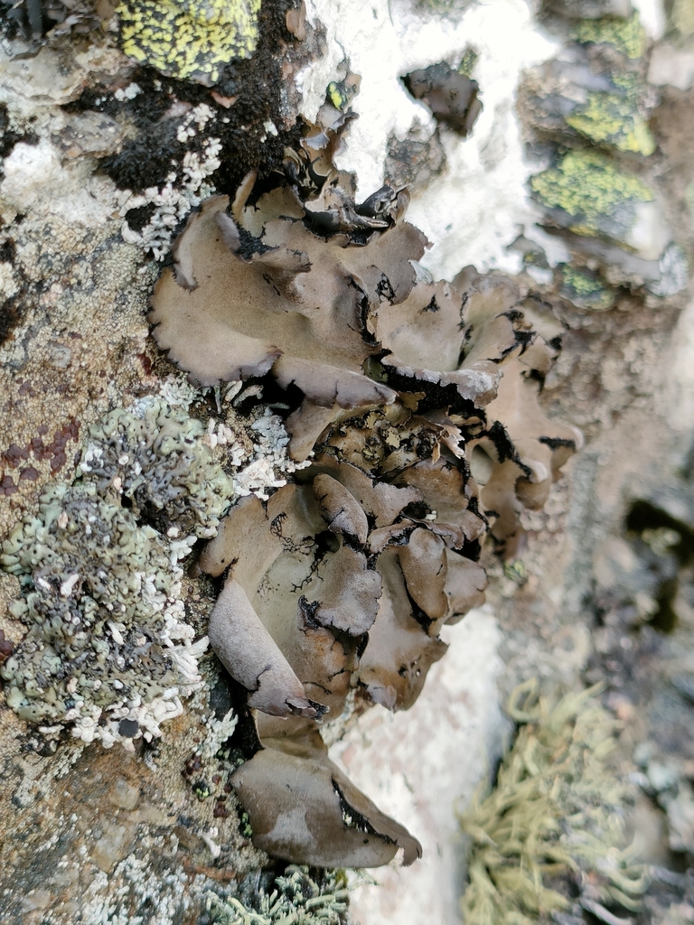 Tentacled Rocktripe Lichen