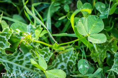 Trifolium spumosum