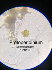 Protoperidinium