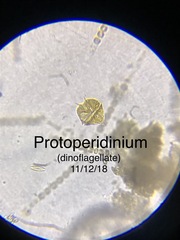Protoperidinium