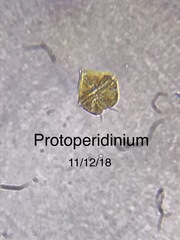 Protoperidinium