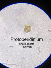 Protoperidinium