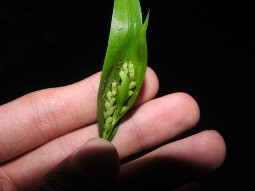 White bear sedge (Carex albursina)