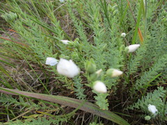 Linum monogynum monogynum