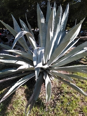 Agave