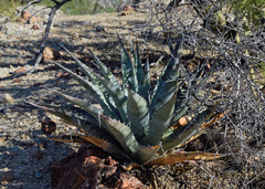 Agave simplex